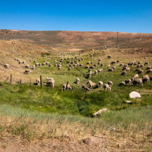 Sheep-in-a-valley