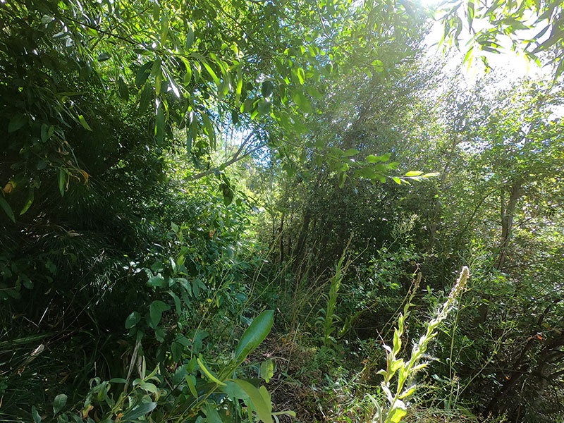 Overgrown trail